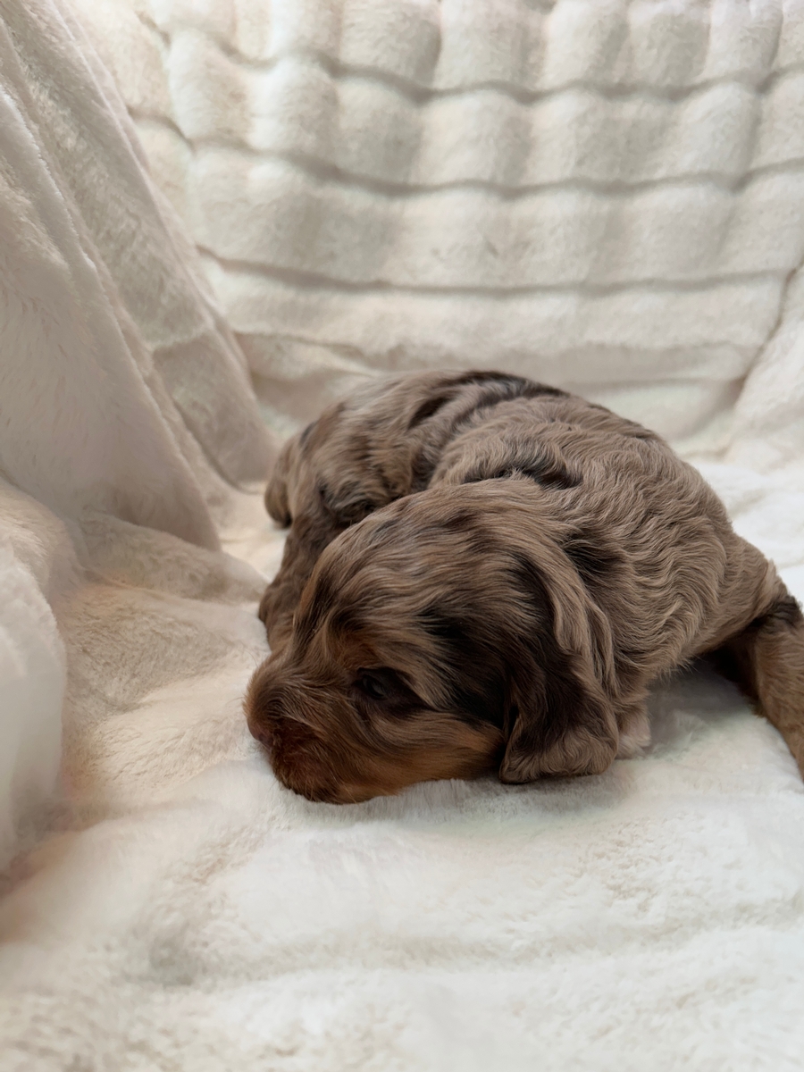 Male Merle Cockapoo puppy for Sale DOB 3-1-2025 $950